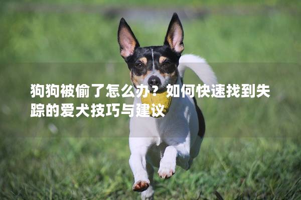 狗狗被偷了怎么办？如何快速找到失踪的爱犬技巧与建议