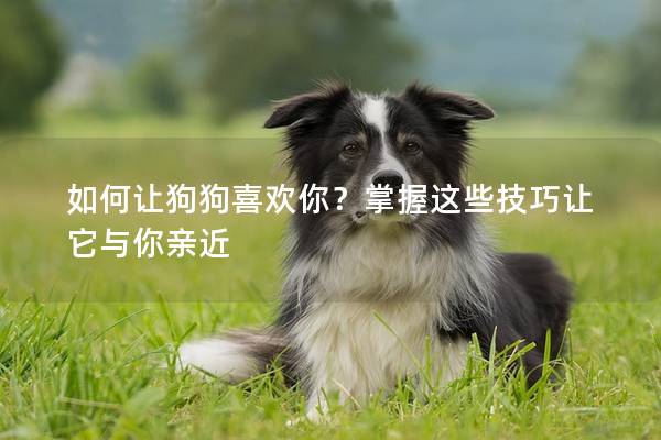 如何让狗狗喜欢你？掌握这些技巧让它与你亲近