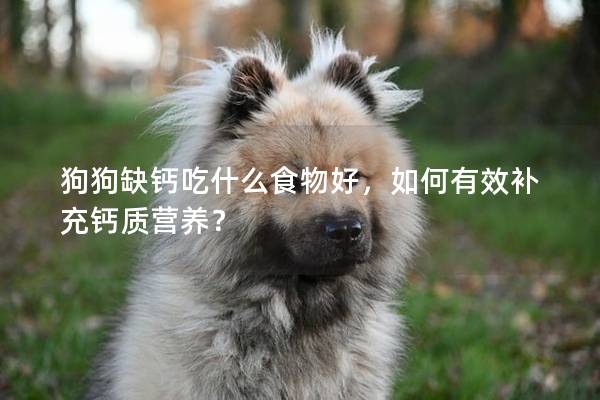 狗狗缺钙吃什么食物好，如何有效补充钙质营养？