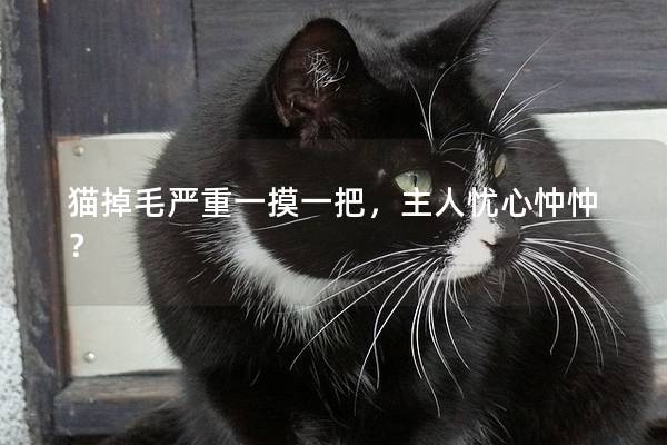 猫掉毛严重一摸一把，主人忧心忡忡？