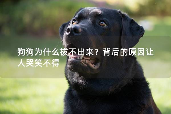 狗狗为什么拔不出来？背后的原因让人哭笑不得