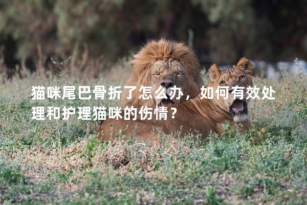 猫咪尾巴骨折了怎么办，如何有效处理和护理猫咪的伤情？