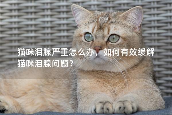 猫咪泪腺严重怎么办，如何有效缓解猫咪泪腺问题？