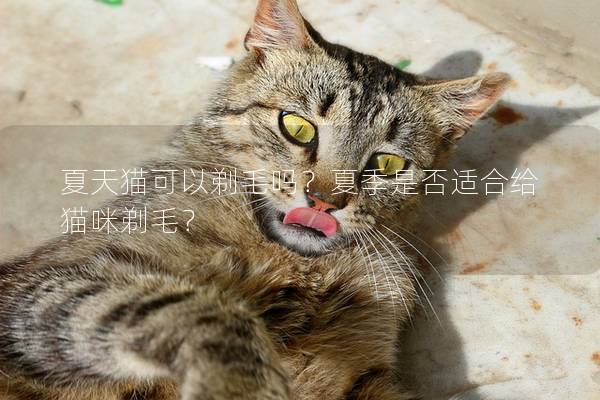 夏天猫可以剃毛吗？夏季是否适合给猫咪剃毛？