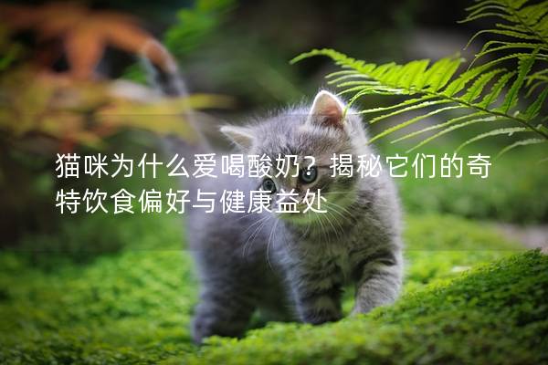 猫咪为什么爱喝酸奶？揭秘它们的奇特饮食偏好与健康益处