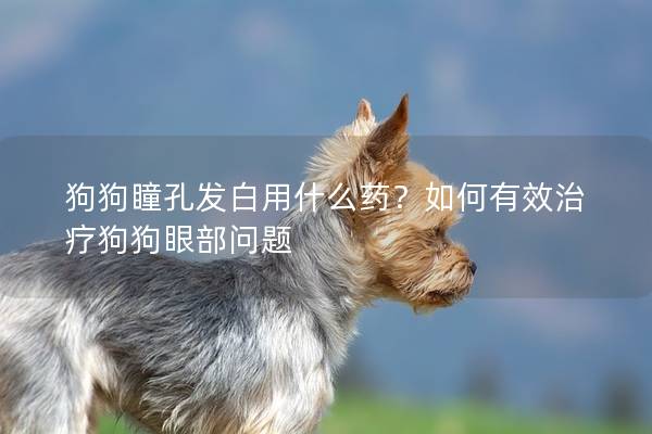 狗狗瞳孔发白用什么药？如何有效治疗狗狗眼部问题