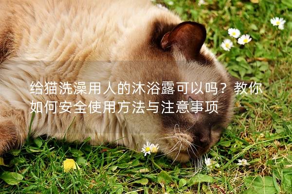 给猫洗澡用人的沐浴露可以吗？教你如何安全使用方法与注意事项