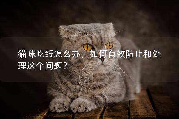 猫咪吃纸怎么办,如何有效防止和处理这个问题?