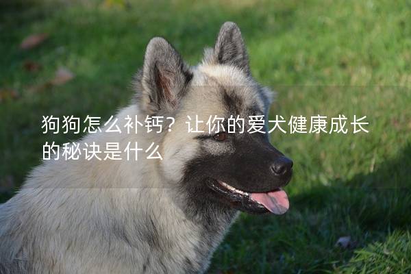 狗狗怎么补钙？让你的爱犬健康成长的秘诀是什么