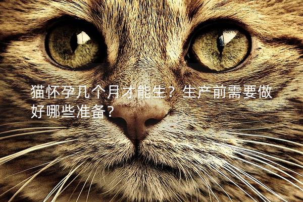 猫怀孕几个月才能生？生产前需要做好哪些准备？