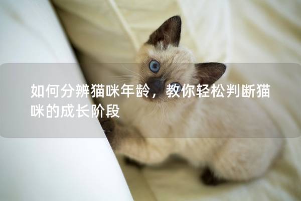 如何分辨猫咪年龄，教你轻松判断猫咪的成长阶段