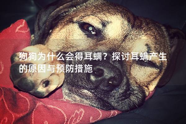 狗狗为什么会得耳螨?探讨耳螨产生的原因与预防措施