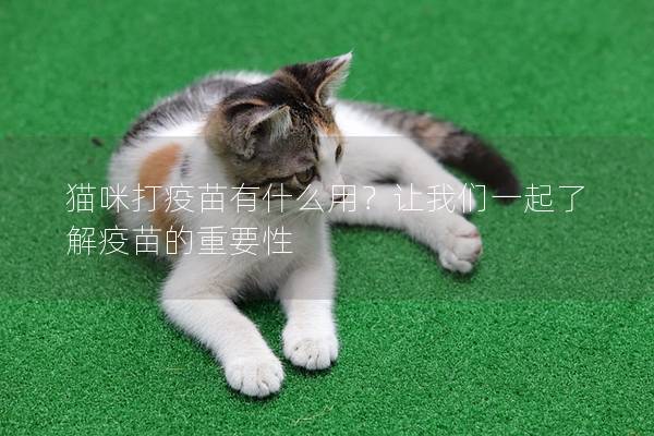 猫咪打疫苗有什么用？让我们一起了解疫苗的重要性