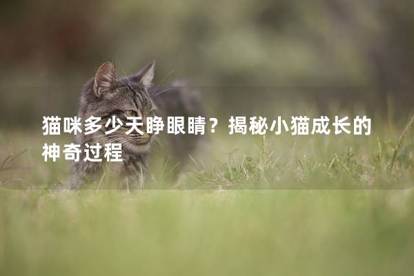 猫咪多少天睁眼睛？揭秘小猫成长的神奇过程