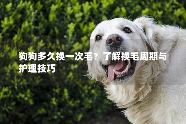 狗狗多久换一次毛？了解换毛周期与护理技巧