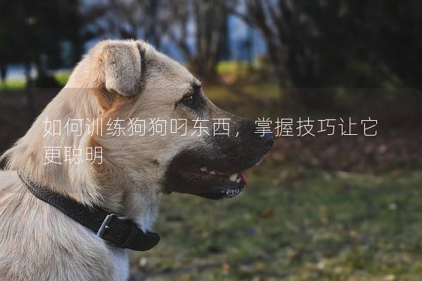 如何训练狗狗叼东西，掌握技巧让它更聪明