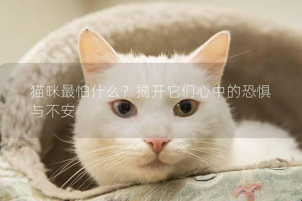 猫咪最怕什么？揭开它们心中的恐惧与不安