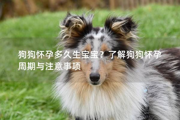 狗狗怀孕多久生宝宝？了解狗狗怀孕周期与注意事项