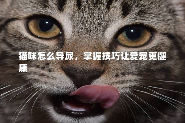 猫咪怎么导尿，掌握技巧让爱宠更健康