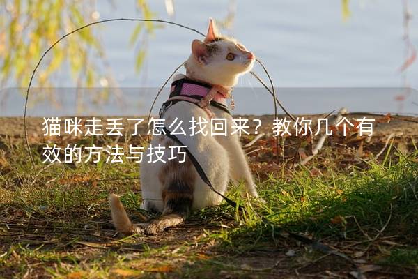 猫咪走丢了怎么找回来？教你几个有效的方法与技巧