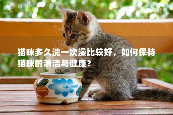 猫咪多久洗一次澡比较好，如何保持猫咪的清洁与健康？