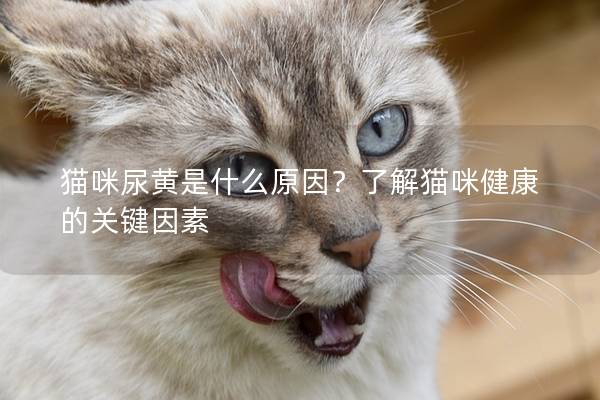 猫咪尿黄是什么原因？了解猫咪健康的关键因素