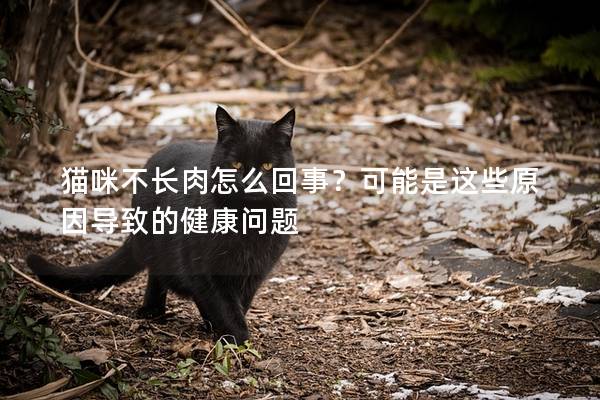 猫咪不长肉怎么回事？可能是这些原因导致的健康问题