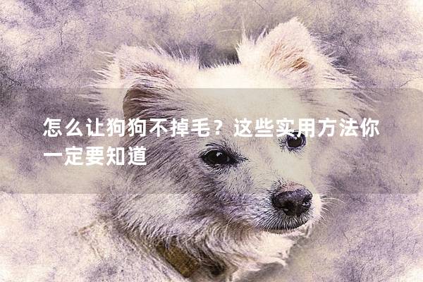 怎么让狗狗不掉毛？这些实用方法你一定要知道