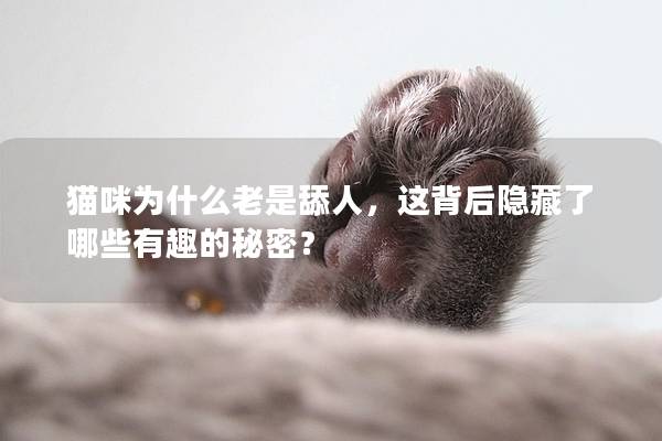 猫咪为什么老是舔人，这背后隐藏了哪些有趣的秘密？