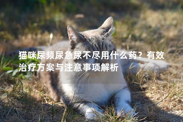 猫咪尿频尿急尿不尽用什么药？有效治疗方案与注意事项解析