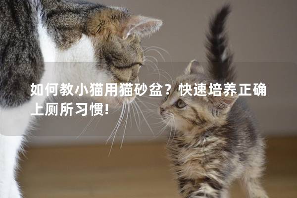 如何教小猫用猫砂盆？快速培养正确上厕所习惯!