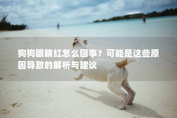 狗狗眼睛红怎么回事？可能是这些原因导致的解析与建议