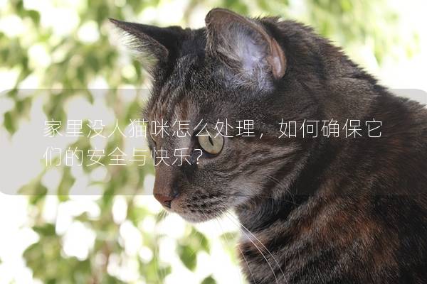 家里没人猫咪怎么处理，如何确保它们的安全与快乐？