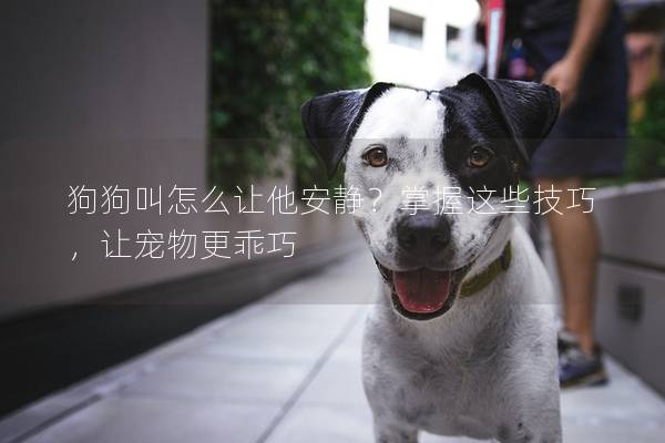 狗狗叫怎么让他安静？掌握这些技巧，让宠物更乖巧