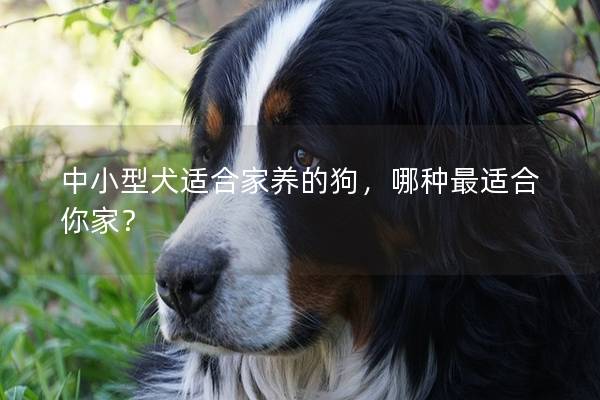 中小型犬适合家养的狗，哪种最适合你家？