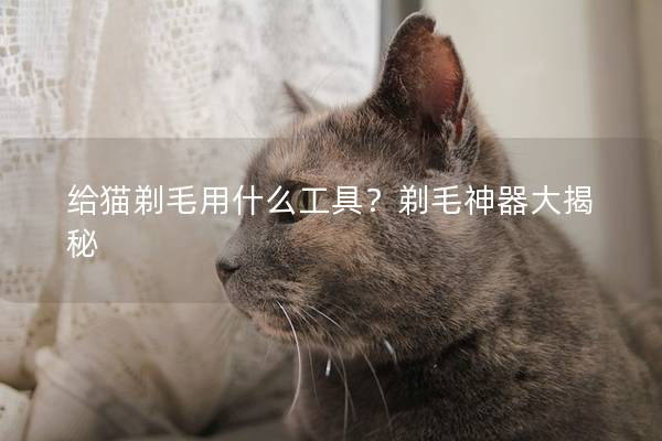 给猫剃毛用什么工具？剃毛神器大揭秘