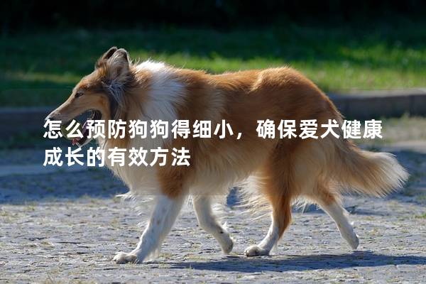 怎么预防狗狗得细小，确保爱犬健康成长的有效方法