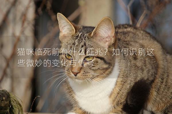 猫咪临死前有什么征兆？如何识别这些微妙的变化与信号