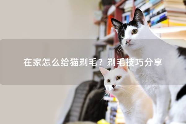 在家怎么给猫剃毛？剃毛技巧分享