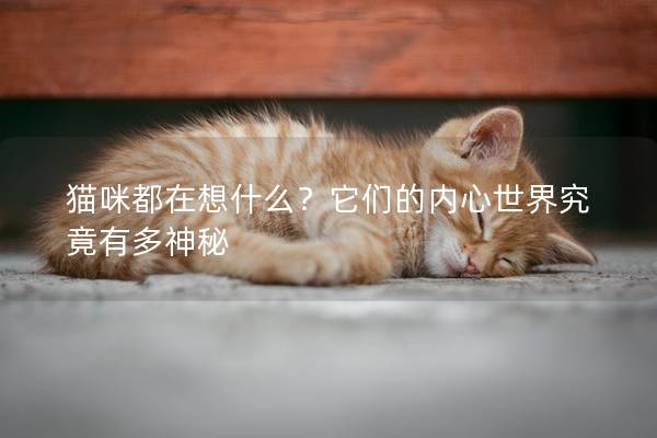 猫咪都在想什么？它们的内心世界究竟有多神秘