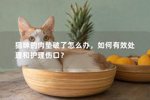 猫咪的肉垫破了怎么办，如何有效处理和护理伤口？