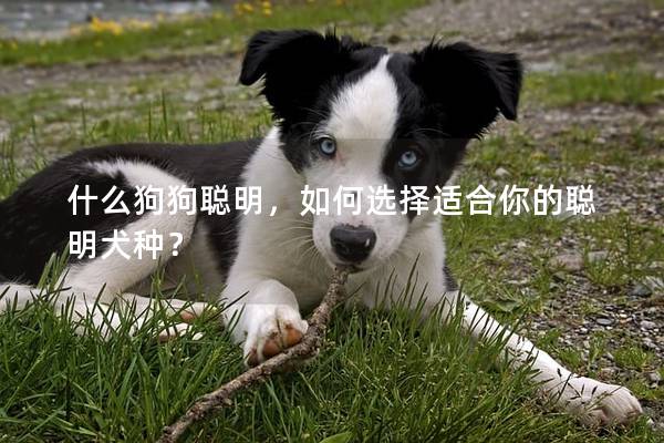 什么狗狗聪明，如何选择适合你的聪明犬种？