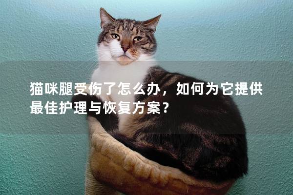 猫咪腿受伤了怎么办，如何为它提供最佳护理与恢复方案？