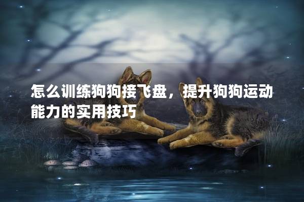 怎么训练狗狗接飞盘，提升狗狗运动能力的实用技巧