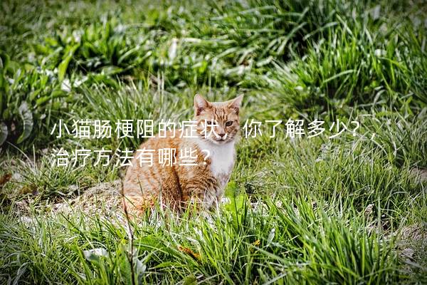 小猫肠梗阻的症状，你了解多少？,治疗方法有哪些？