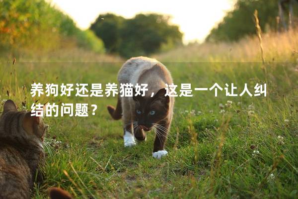 养狗好还是养猫好，这是一个让人纠结的问题？