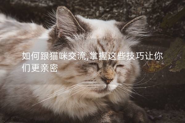 如何跟猫咪交流,掌握这些技巧让你们更亲密