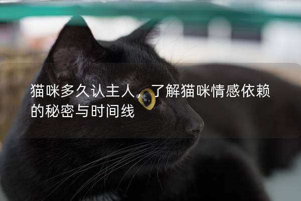 猫咪多久认主人，了解猫咪情感依赖的秘密与时间线