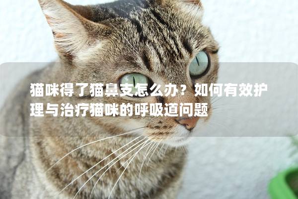 猫咪得了猫鼻支怎么办？如何有效护理与治疗猫咪的呼吸道问题