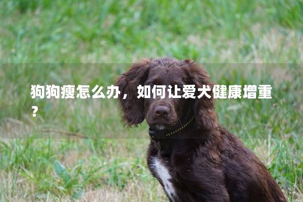 狗狗瘦怎么办，如何让爱犬健康增重？